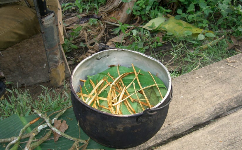 ayahuasca