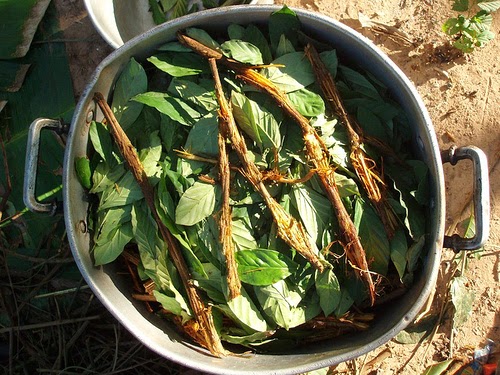 Comprar ayahuasca de Edabea