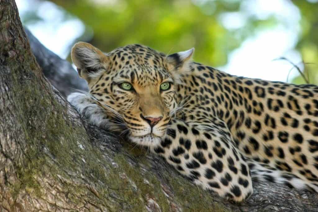 leopardo