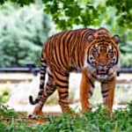 tigre