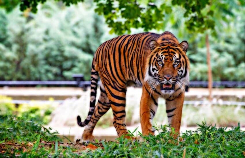 tigre