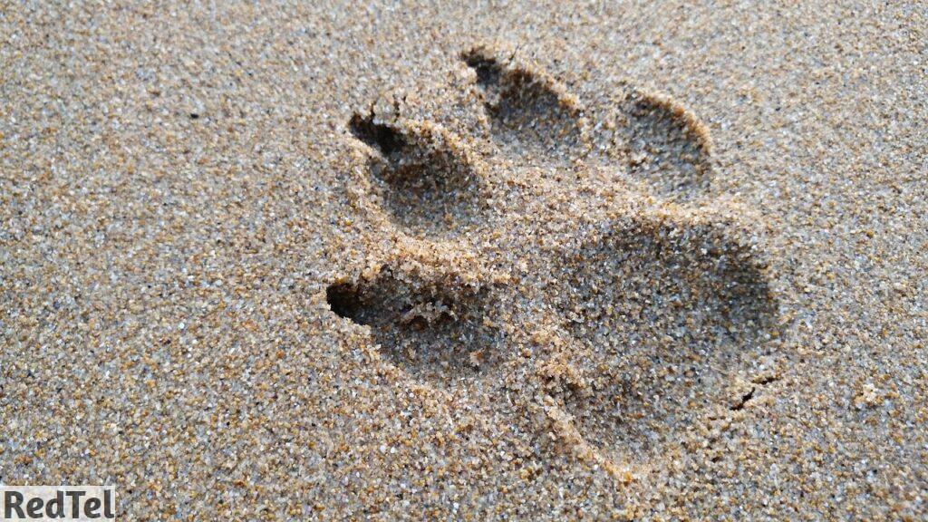 huella de perro en la arena